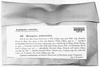 Melaspilea arthonioides image